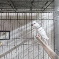 راهب آلبینو ماده