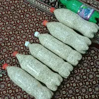 بذر کالک یا گرکه