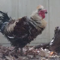 خروس