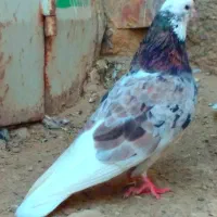 نرو ماده شازده هفرنگ پرشی