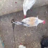 خروس سالم و بی نظیر|حیوانات مزرعه|قم, در بهشت|دیوار