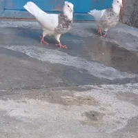 کبوتر|پرنده|سرپل ذهاب, |دیوار