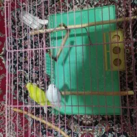 پرنده ، طوطی ، مرغ عشق سالم با وسایل