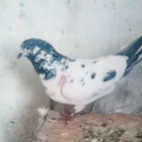 دو عددنر