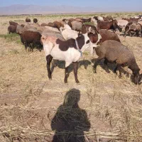 نربز