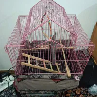 جوجه عروس دو ماهه با قفس|پرنده|ساری, |دیوار