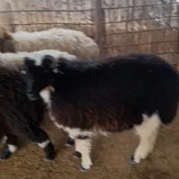 بره|حیوانات مزرعه|رودان, |دیوار