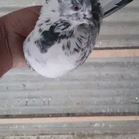 ماده غاره دم سفید