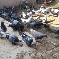 کبوتر پلاکی مسافتی