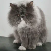 گربه پرشین اصیل ایرانی توسی|گربه|اهواز, پادادشهر|دیوار