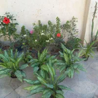 سیم کارت سبز