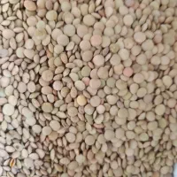 دو تن عدس کیلویی ۱۵۰