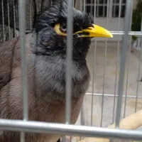 مرغ مینا کاملا سخنگو با فقس