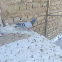کبوتر سبز پلاکی نر