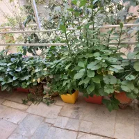 گل و گلدان قیمت پایین|گل و گیاه طبیعی|کرج, حسن آباد|دیوار