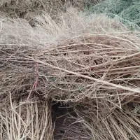 جارو دستی|لوازم نظافت|خوی, |دیوار