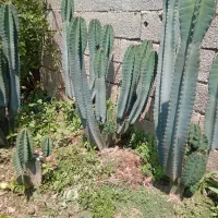 گل وگیاه طبیعی
