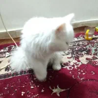 گربه فروشی نژاد پرشین