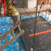 عروس هلندی نر دستی معاوضه با دوتا مرغ خانگی