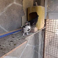 قره و ابلغ دمسفید کاکلی کرمونی|پرنده|زاوه, |دیوار