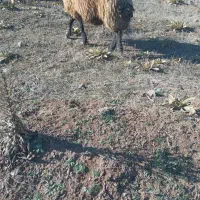 قوچ‌جوان‌دامازدق|حیوانات مزرعه|ثمرین, |دیوار