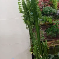 فروش تعدادی گل طبیعی