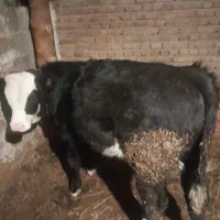 گوساله سیمینتال