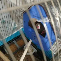 فنچ خشگل روتخم