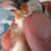 سهره و قناری|پرنده|دماوند, دماوند|دیوار