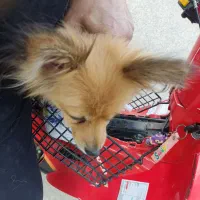 سگ پامرین روباهی|سگ|اهواز, شریعتی جنوبی|دیوار