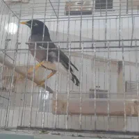 کبوتر پاکستانی|پرنده|بندرعباس, |دیوار