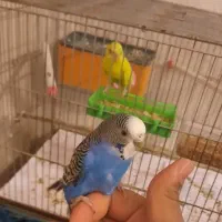 مرغ عشق به همراه وسایل|پرنده|خوی, |دیوار