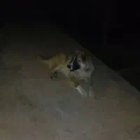 خرسانی|سگ|مشهد, درزآب|دیوار