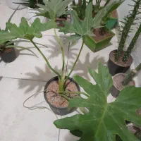 گل و گیاه طبیعی