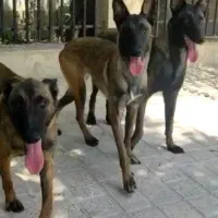 مالینویز سگ حرفه ای و نگهبان|سگ|کرج, کوی کارمندان جنوبی|دیوار