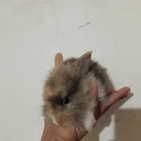خرگوش لوپ