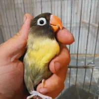 جفت کوتوله‌ مولد یووینگ و یقه زرد ماسکت با جوجه|پرنده|قم, مهر آباد|دیوار