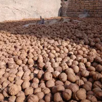 پوست گردو|عمده‌فروشی|مشهد, موسوی قوچانی|دیوار