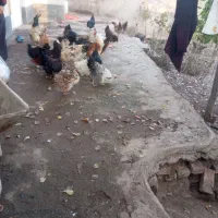 خروس محلی|حیوانات مزرعه|نیر (اردبیل), |دیوار