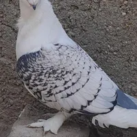 کبوتر موشی
