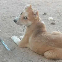 توله سگ شش ماهه