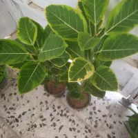 حراج گلهای آپارتمانی