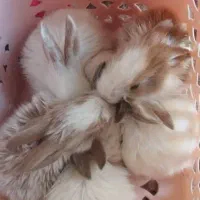 بچه خرگوش|موش و خرگوش|بم, |دیوار