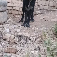 سگ قدرجونی نر|سگ|مبارکه, |دیوار