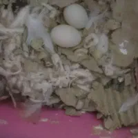 فنچ|پرنده|کلاله, |دیوار