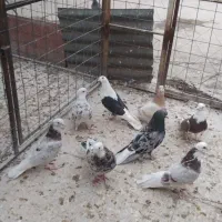 کفتر سرور پرش سنگین