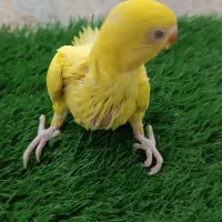 جوجه ملنگو لتینو سرلاکی