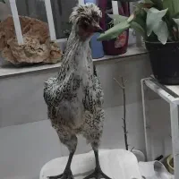 مرغ و خروس
