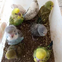 عروس هلندی۶۰۰+مرغ عشق(سرلاکی۱۵۰+باجوجه۱/۵۰۰