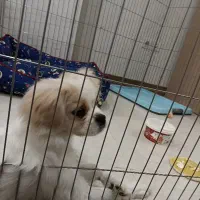 فروش فوری سگ پیکینز|سگ|تهران, مینای شمالی (مخبر)|دیوار